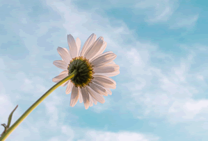 星空影院免费观看在线高清!给你不一样的观影享受